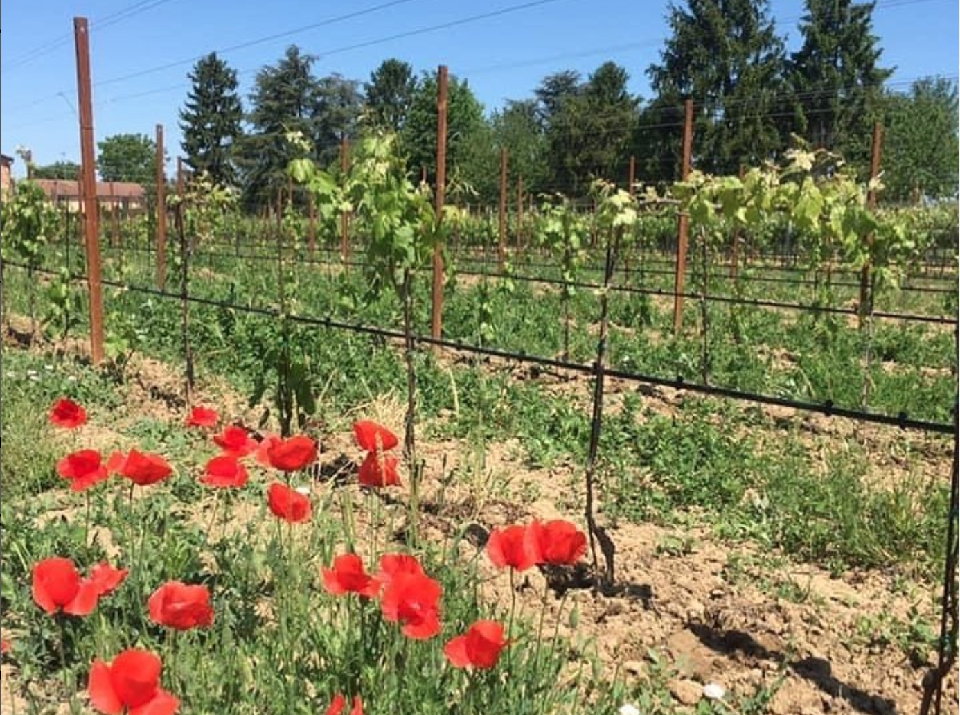 Agricola Villa Picta — foto 5